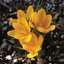 Why the Crocus?